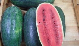 52每日大瓜视频 黑料网,揭秘黑料网背后的惊人真相